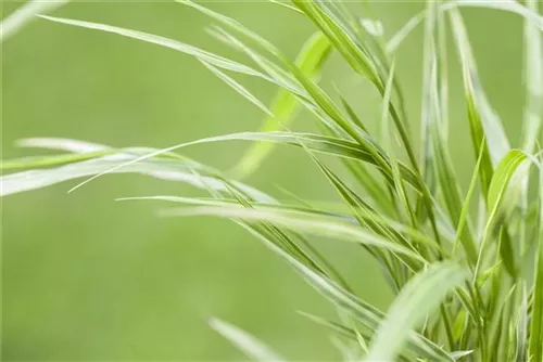 Garten-Ziergras - Hakonechloa macra 'Aureola'