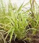 Garten-Ziergras - Hakonechloa macra 'Aureola'
