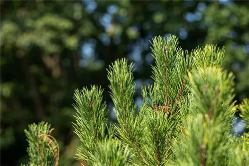 Berg-Kiefer 'Winter Gold' - Pinus mugo 'Wintergold' - Nadeln - Koniferen