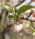 Schneeglöckchenbaum - Halesia carolina