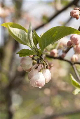 Schneeglöckchenbaum - Halesia carolina