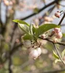 Schneeglöckchenbaum - Halesia carolina