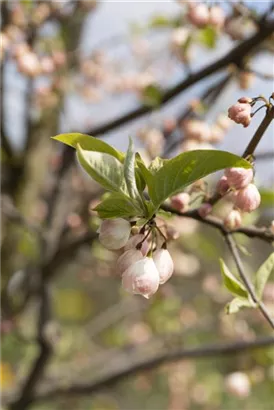 Schneeglöckchenbaum - Halesia carolina