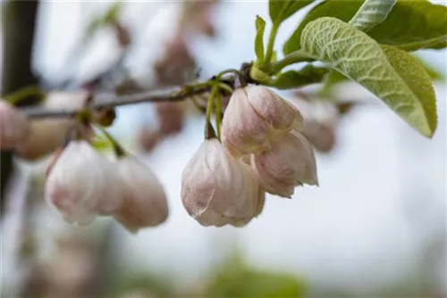 Schneeglöckchenbaum - Halesia carolina