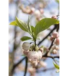 Schneeglöckchenbaum - Halesia carolina