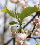 Schneeglöckchenbaum - Halesia carolina