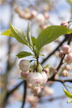 Schneeglöckchenbaum - Halesia carolina