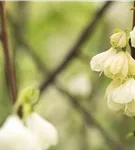 Schneeglöckchenbaum - Halesia carolina