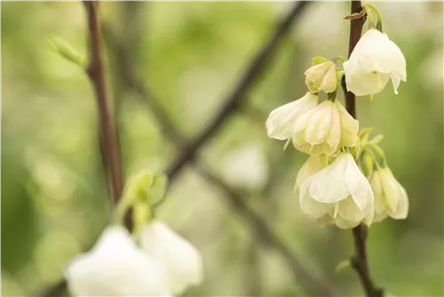 Schneeglöckchenbaum - Halesia carolina