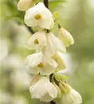 Schneeglöckchenbaum - Halesia carolina