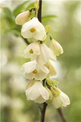 Schneeglöckchenbaum - Halesia carolina