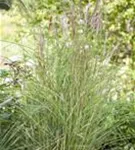 Garten-Chinaschilf, Garten-Landschilf - Miscanthus sinensis 'Kleine Fontäne'