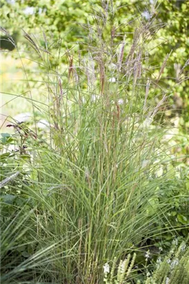 Garten-Chinaschilf, Garten-Landschilf - Miscanthus sinensis 'Kleine Fontäne'