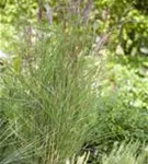 Garten-Chinaschilf, Garten-Landschilf - Miscanthus sinensis 'Kleine Fontäne'