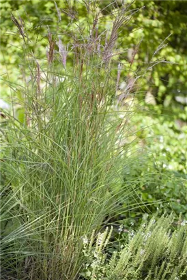 Garten-Chinaschilf, Garten-Landschilf - Miscanthus sinensis 'Kleine Fontäne'