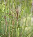 Garten-Chinaschilf, Garten-Landschilf - Miscanthus sinensis 'Kleine Fontäne'