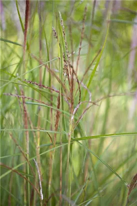 Garten-Chinaschilf, Garten-Landschilf - Miscanthus sinensis 'Kleine Fontäne'