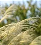 Garten-Chinaschilf, Garten-Landschilf - Miscanthus sinensis 'Kleine Fontäne'