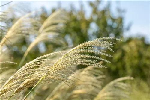Garten-Chinaschilf, Garten-Landschilf - Miscanthus sinensis 'Kleine Fontäne'