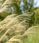 Garten-Chinaschilf, Garten-Landschilf - Miscanthus sinensis 'Kleine Fontäne'