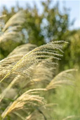 Garten-Chinaschilf, Garten-Landschilf - Miscanthus sinensis 'Kleine Fontäne'