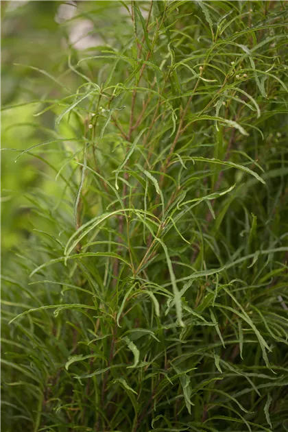 Rhamnus frangula 'Fine Line' -R-, Farnblttriger Faulbaum 'Fine Line' -R- -  Semper Verde Pflanzenzentrum Ullmer GbR