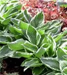 Graublättrige Weißrand-Garten-Funkie - Hosta x fortunei 'Francee'