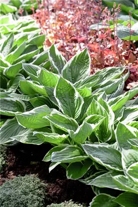 Graublättrige Weißrand-Garten-Funkie - Hosta x fortunei 'Francee'