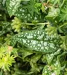Echtes Lungenkraut - Pulmonaria officinalis