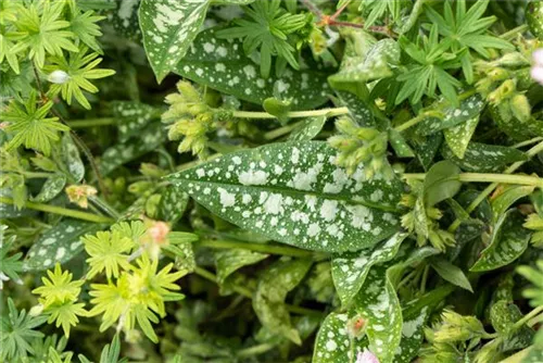 Echtes Lungenkraut - Pulmonaria officinalis