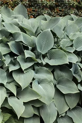 Blaugrüne Garten-Funkie - Hosta tokudama 'Blue Cadet'