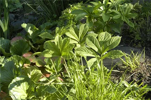 Holunderblättriges Schaublatt - Rodgersia sambucifolia