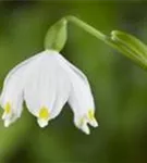 Frühlings-Knotenblume, Märzenbecher - Leucojum vernum
