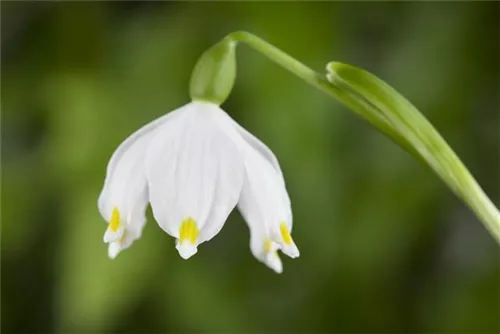 Frühlings-Knotenblume, Märzenbecher - Leucojum vernum