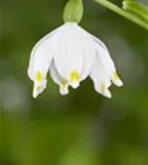 Frühlings-Knotenblume, Märzenbecher - Leucojum vernum