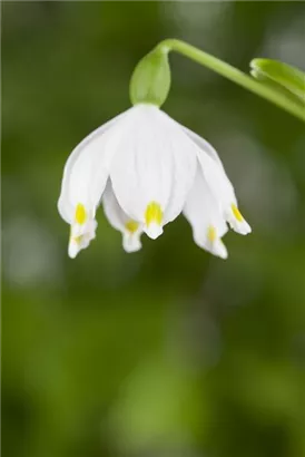 Frühlings-Knotenblume, Märzenbecher - Leucojum vernum