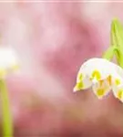 Frühlings-Knotenblume, Märzenbecher - Leucojum vernum