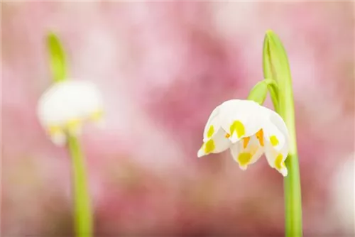 Frühlings-Knotenblume, Märzenbecher - Leucojum vernum