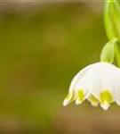 Frühlings-Knotenblume, Märzenbecher - Leucojum vernum