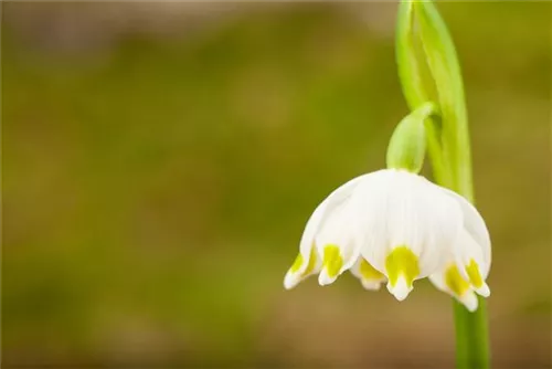 Frühlings-Knotenblume, Märzenbecher - Leucojum vernum