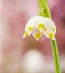 Frühlings-Knotenblume, Märzenbecher - Leucojum vernum