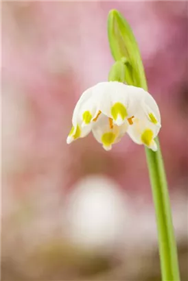 Frühlings-Knotenblume, Märzenbecher - Leucojum vernum