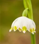Frühlings-Knotenblume, Märzenbecher - Leucojum vernum