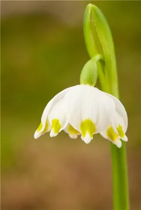 Frühlings-Knotenblume, Märzenbecher - Leucojum vernum