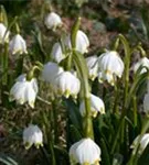 Frühlings-Knotenblume, Märzenbecher - Leucojum vernum