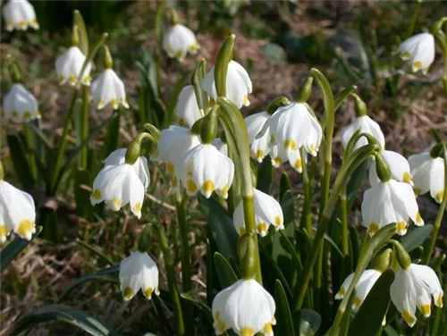 Frühlings-Knotenblume, Märzenbecher - Leucojum vernum
