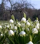 Frühlings-Knotenblume, Märzenbecher - Leucojum vernum