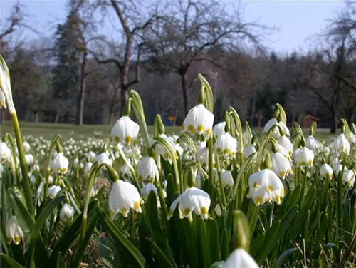 Frühlings-Knotenblume, Märzenbecher - Leucojum vernum
