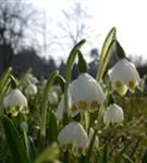 Frühlings-Knotenblume, Märzenbecher - Leucojum vernum