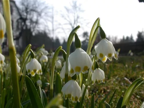 Frühlings-Knotenblume, Märzenbecher - Leucojum vernum